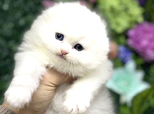 Toy Poodle Yavrularımız