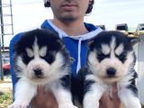 MASKELİ A KALİTE HUSKY YAVRULAR
