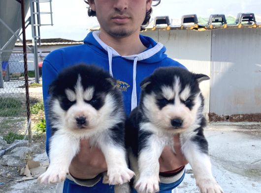 Maskeli̇ A Kali̇te Husky Yavrular görsel