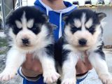 Maskeli̇ A Kali̇te Husky Yavrular