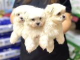 Teacup maltese Terrier Erkek Yavrularımız
