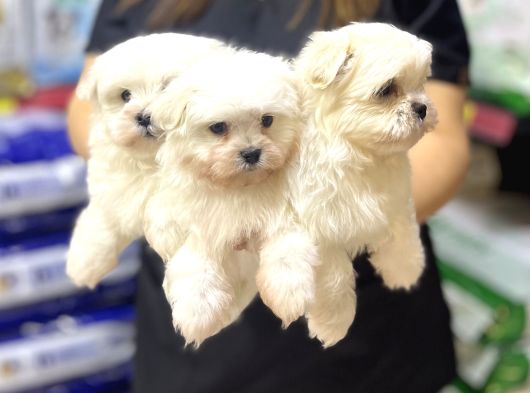Teacup Maltese Terrier Erkek Yavrularımız