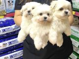 Teacup Maltese Terrier Erkek Yavrularımız