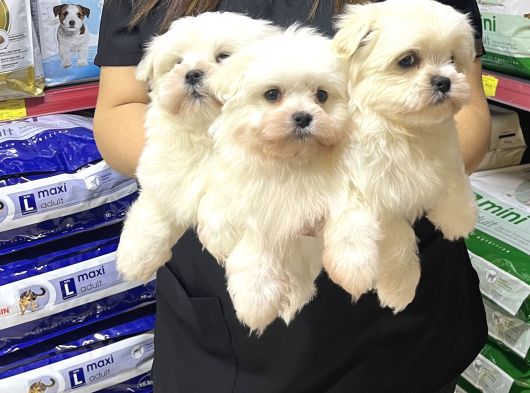 Teacup Maltese Terrier Erkek Yavrularımız görsel