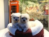 Teacup Maltese Terrier Erkek Yavrularımız