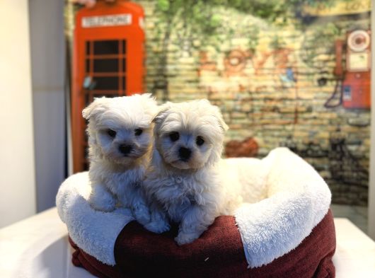 Teacup Maltese Terrier Erkek Yavrularımız görsel