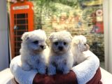 Teacup Maltese Terrier Erkek Yavrularımız