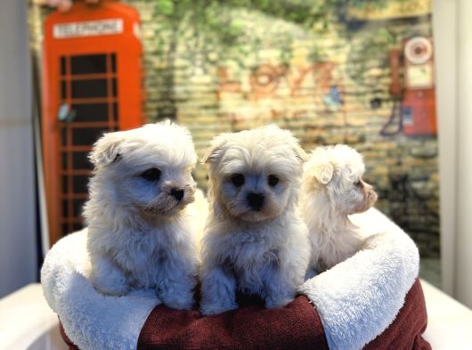 Teacup Maltese Terrier Erkek Yavrularımız görsel