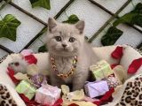 Nadi̇r Bulunan Renk Lilac British Erkek Bebemi̇z