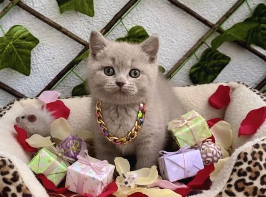 Nadi̇r Bulunan Renk Lilac British Erkek Bebemi̇z görsel