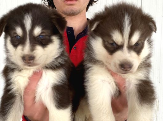 Kizil Mavi̇ Göz Husky Yavrulari görsel