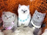 Birbirinden tatlı safkan yavrular