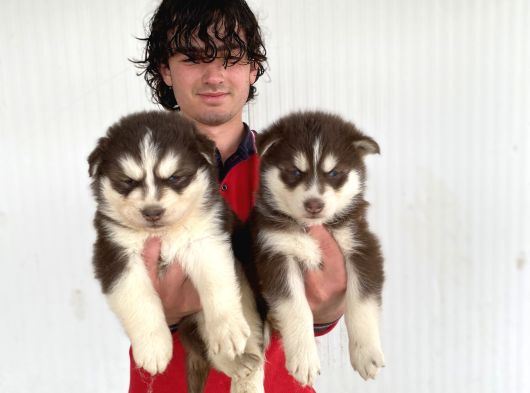 KIZIL MAVİ GÖZ HUSKY YAVRULARI