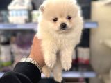 Her Renk Pomeranian Yavrumuz Mevcut