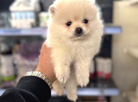Her Renk Pomeranian Yavrumuz Mevcut görsel