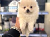 Her Renk Pomeranian Yavrumuz Mevcut