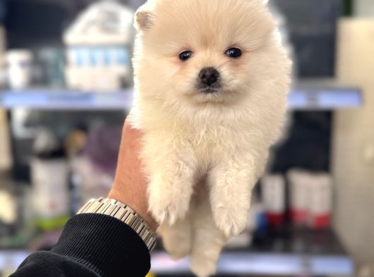 Her Renk Pomeranian Yavrumuz Mevcut görsel