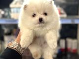 Her Renk Pomeranian Yavrumuz Mevcuttur
