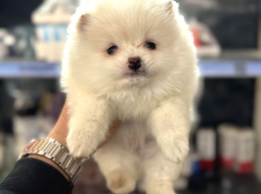 Her Renk Pomeranian Yavrumuz Mevcut