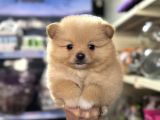 Her renk pomeranian yavrumuz mevcuttur