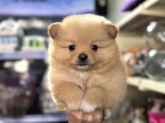 Her Renk Pomeranian Yavrumuz Mevcut görsel
