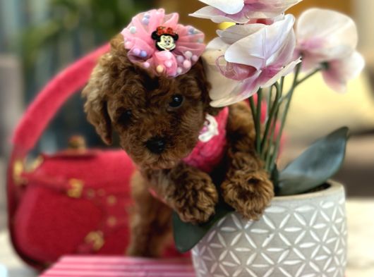 Dark Brown Kızım Lola Büyümez görsel