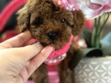 Dark Brown Kızım Lola Büyümez