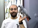 100 KELİME KONUŞAN EVCİL EĞİTİMLİ JAKO PAPAĞANI