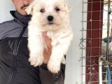 Beyaz Maltese Terri̇er Yavrularimiz