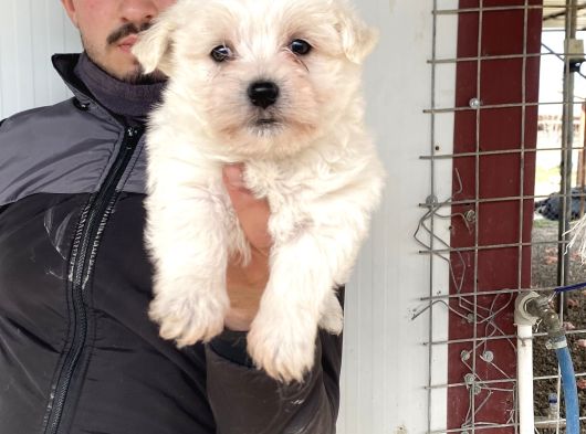 Beyaz Maltese Terri̇er Yavrularimiz görsel