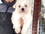 BEYAZ MALTESE TERRİER YAVRULARIMIZ