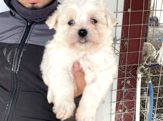 Beyaz Maltese Terri̇er Yavrularimiz