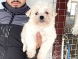 Beyaz Maltese Terri̇er Yavrularimiz