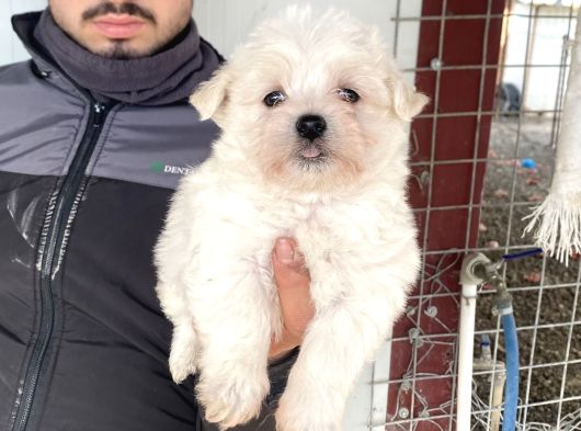 Beyaz Maltese Terri̇er Yavrularimiz görsel