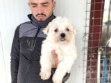 Beyaz Maltese Terri̇er Yavrularimiz