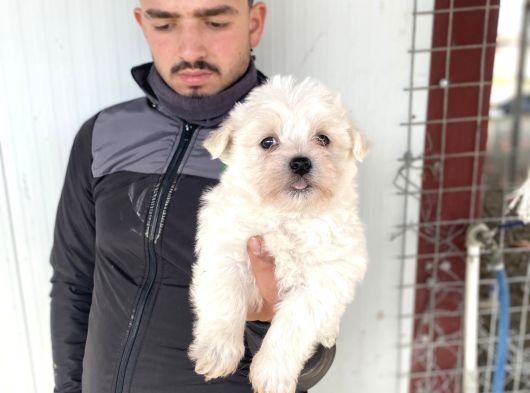 Beyaz Maltese Terri̇er Yavrularimiz görsel