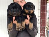 Üst Kali̇te Orji̇nal Rottwei̇ler Yavrulari