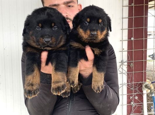 Üst Kali̇te Orji̇nal Rottwei̇ler Yavrulari görsel