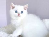 Safkan dişi british shorthair