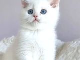 Safkan Dişi British Shorthair