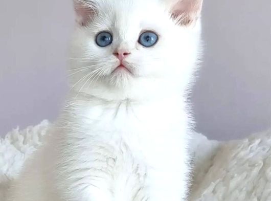 Safkan Dişi British Shorthair görsel