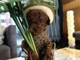 Dark Brown Korea Poodle BÜYÜMEZ