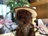 Dark Brown Korea Poodle Büyümez
