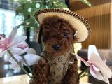 Dark Brown Korea Poodle Büyümez