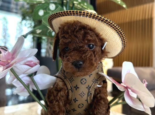 Dark Brown Korea Poodle Büyümez görsel
