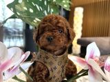 Dark Brown Korea Poodle Büyümez