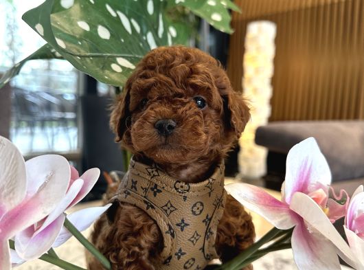 Dark Brown Korea Poodle Büyümez görsel