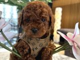 Dark Brown Korea Poodle Büyümez