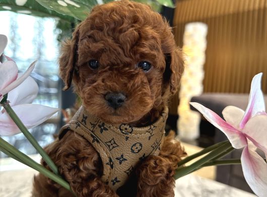 Dark Brown Korea Poodle Büyümez görsel