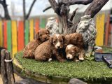Poddle ayarında MALTİPO bebekler